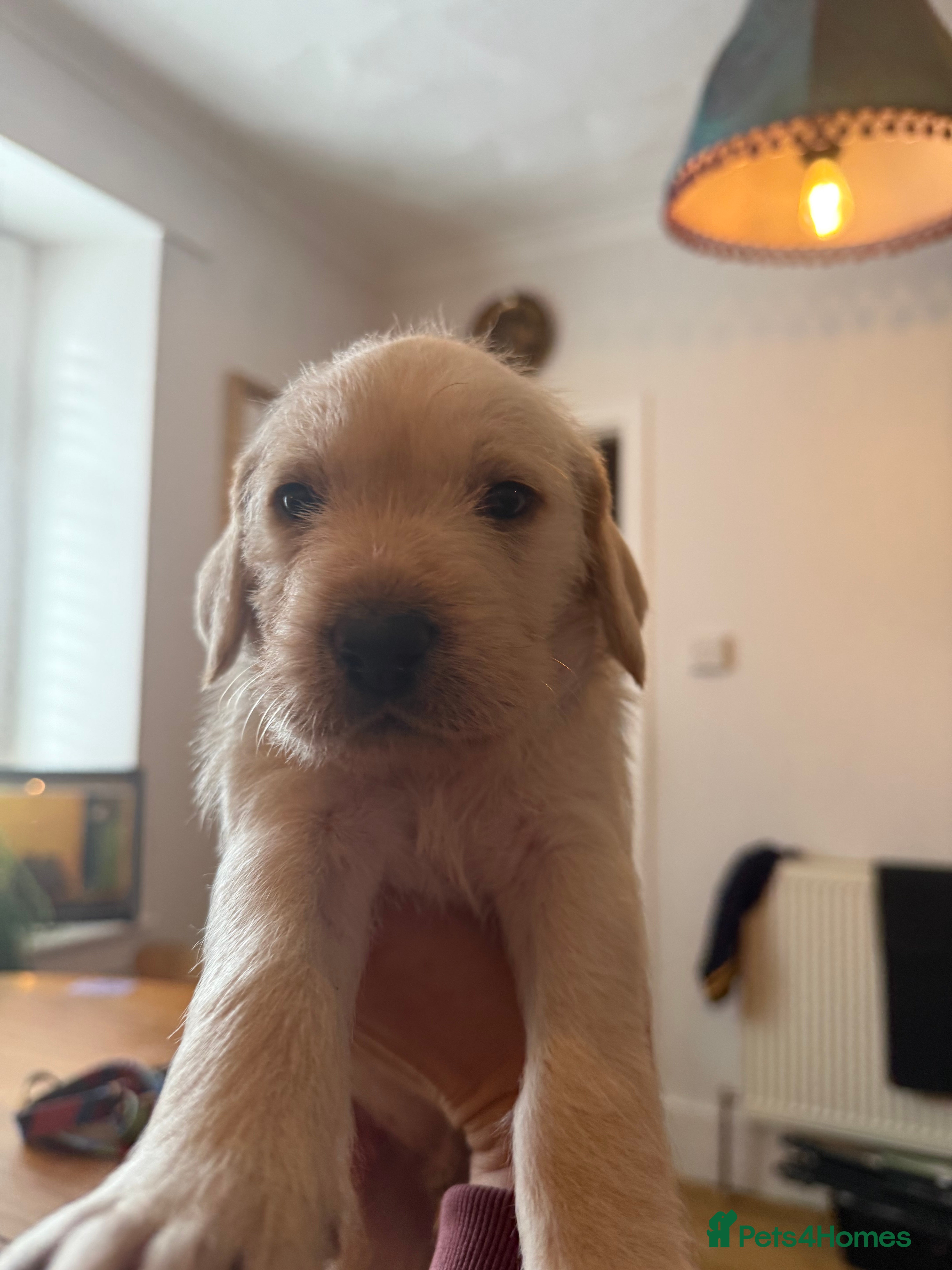 Mixed Breed dogs Pointervizsladoos -Stunning litter  - Advert 2