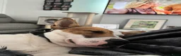 Mixed Breed dogs for sale: Bailey — Looking for His Second Chance ❤️ - Advert 10