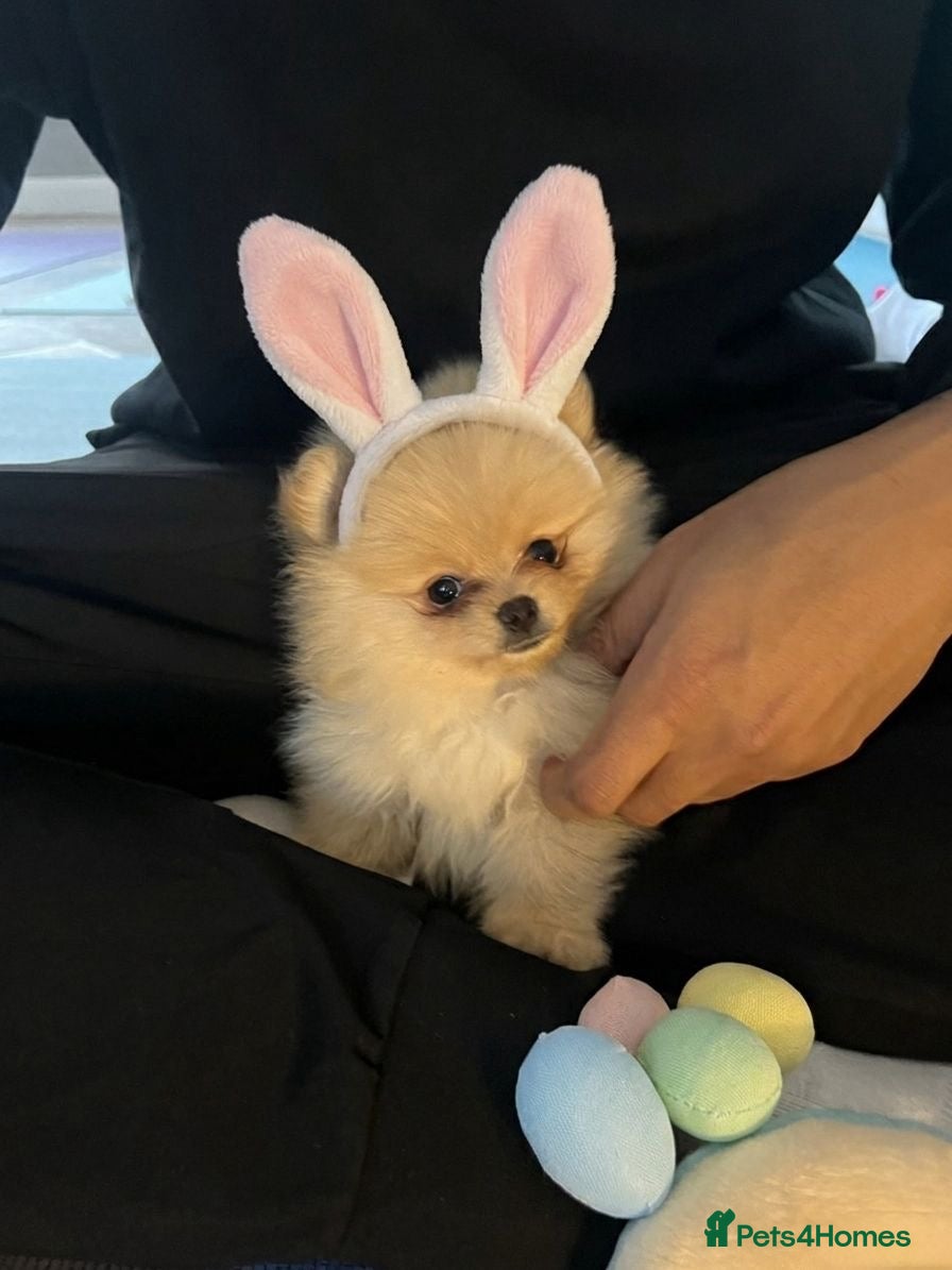 Pomeranian dogs Champion line Bear type Poms  - Advert 15