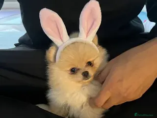 Pomeranian dogs Champion line Bear type Poms - Advert 3