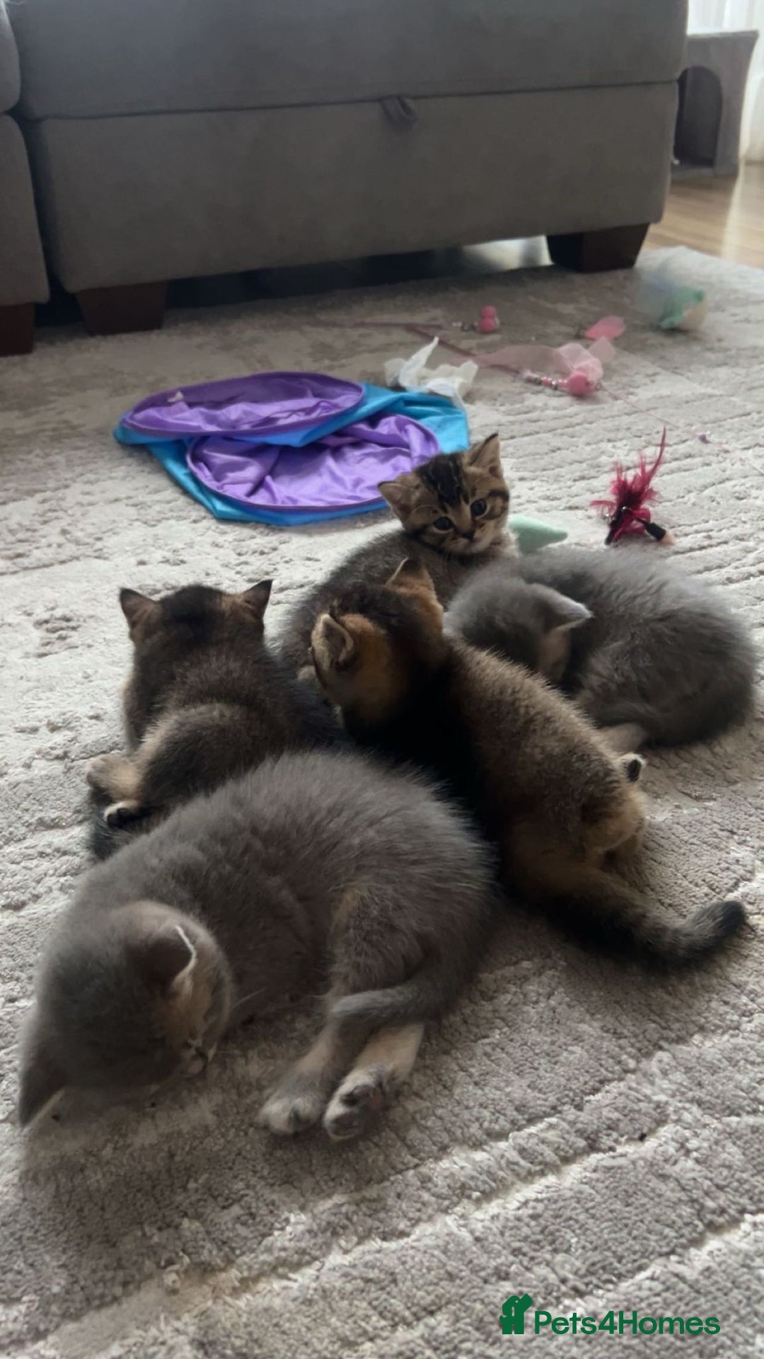 British Shorthair cats for sale: 4 British shorthair kittens available  - Advert 10