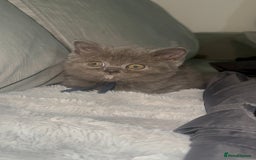 British Shorthair cats for sale: REDUCED!!! Stunning British Short Hair Kittens - Image 31