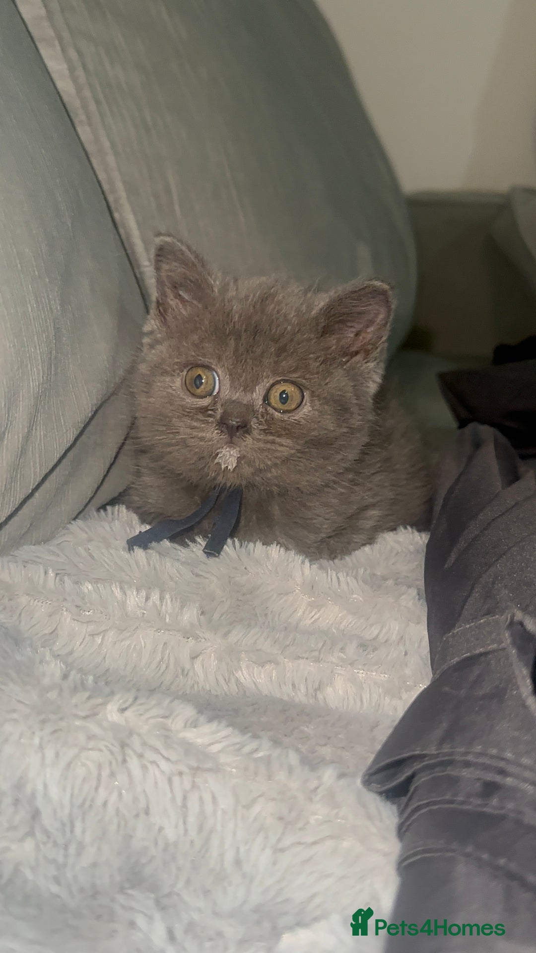 British Shorthair cats for sale: REDUCED!!! Stunning British Short Hair Kittens - Image 31