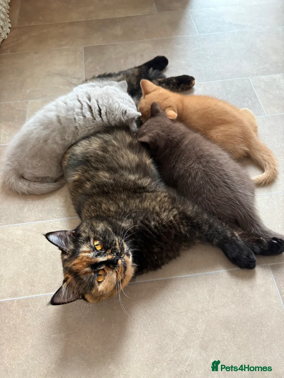 British Shorthair cats for sale: 4 month old GCCF British Short Hair - LILAC - Image 7