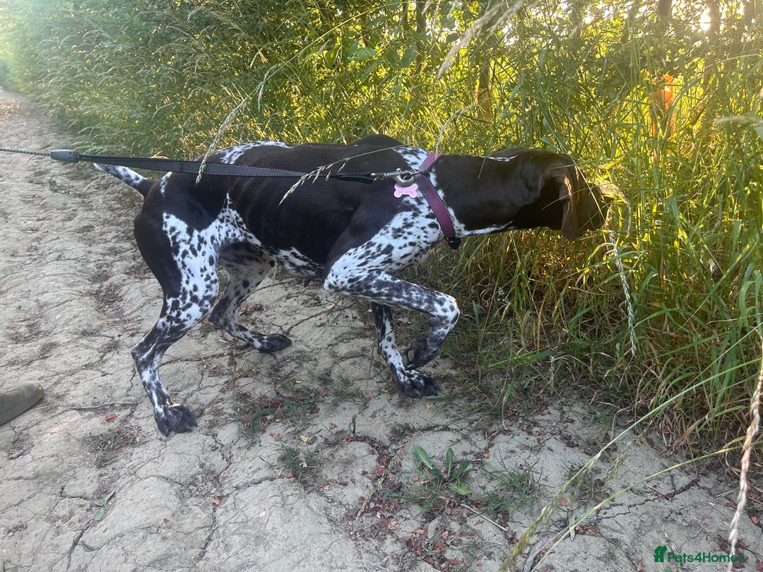 German Shorthaired Pointer dogs for sale: Loving Home Wanted - Image 3