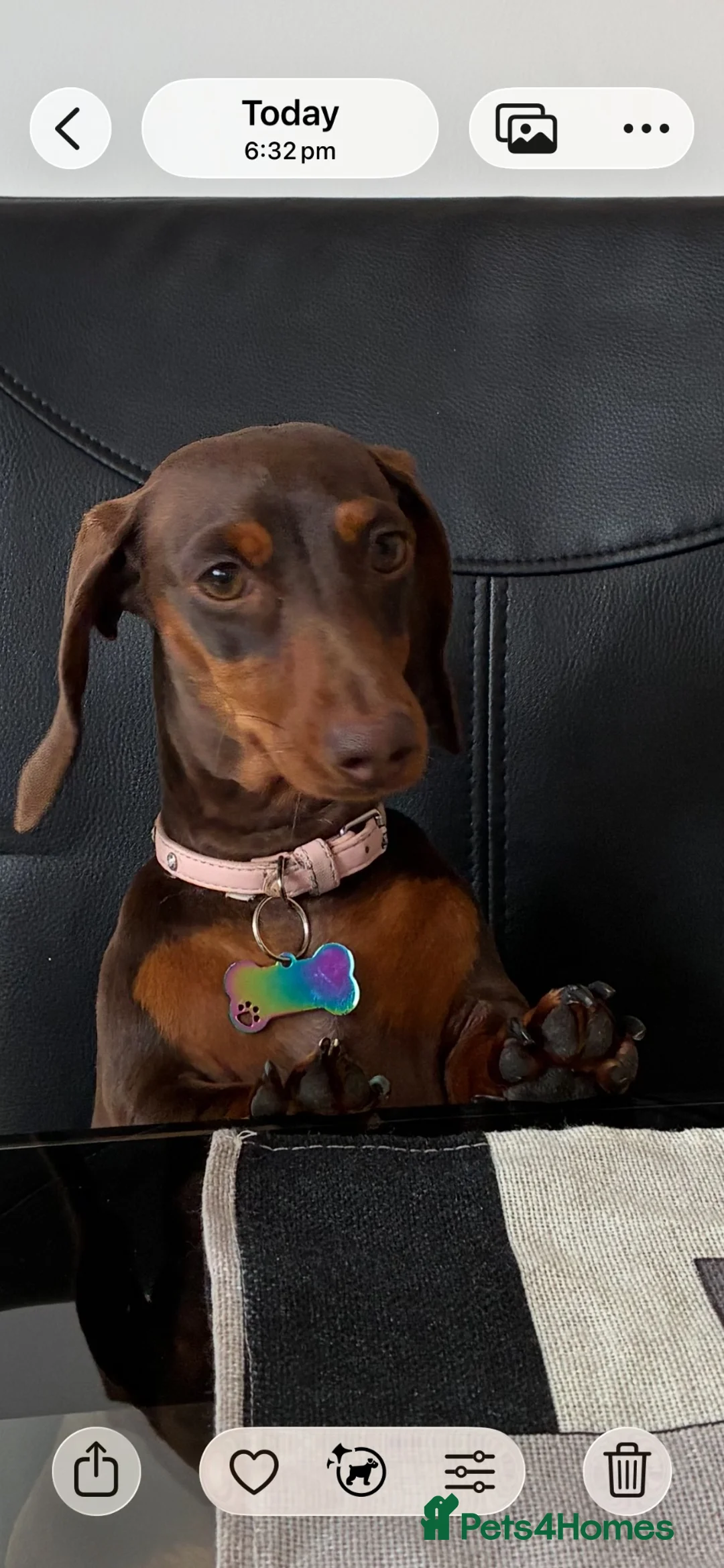 Dachshund dogs for sale: Winnie  in Middlesbrough - Advert 2