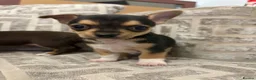 Chihuahua dogs for sale: Chihuahua puppies in Tilbury - Advert 3