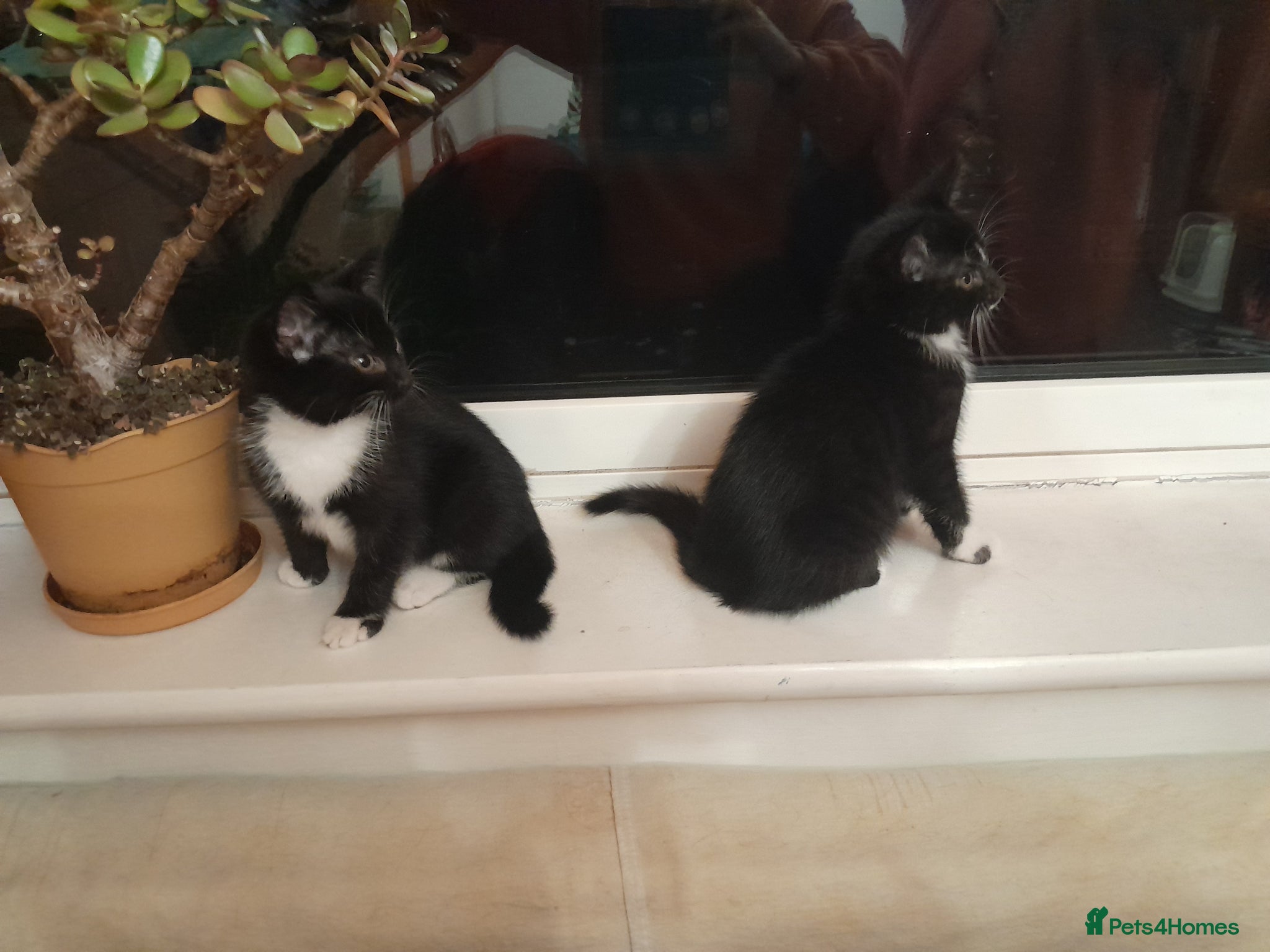 British Shorthair cats for sale: 2 Lovely black and white fluffy kittens - Advert 1