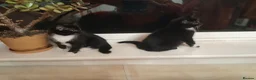 British Shorthair cats for sale: 2 Lovely black and white fluffy kittens - Advert 1