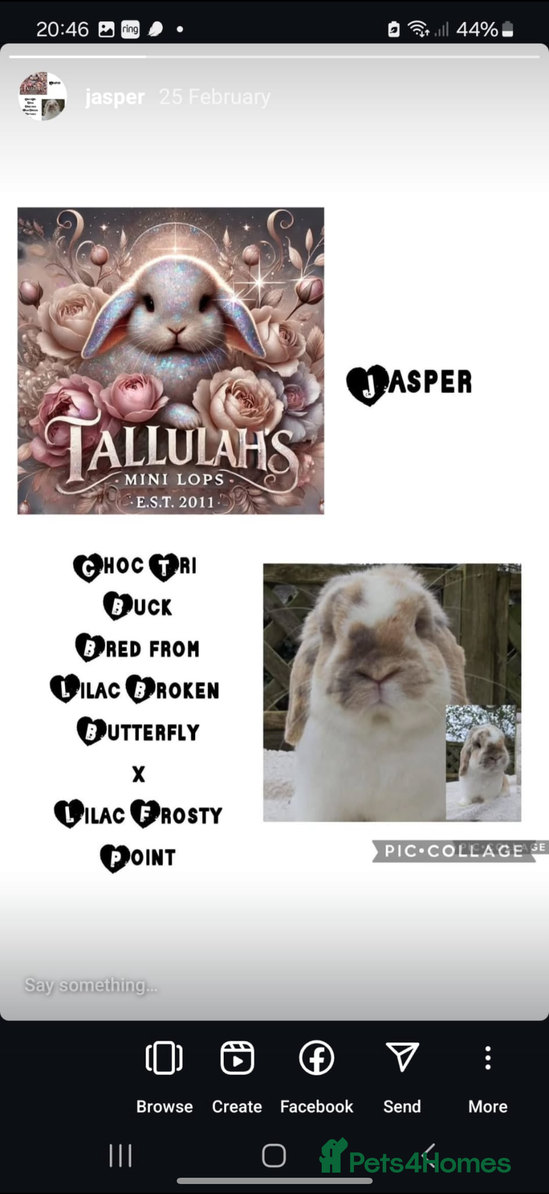 Mini Lion Lop rabbits for sale: Mini lops - Image 3