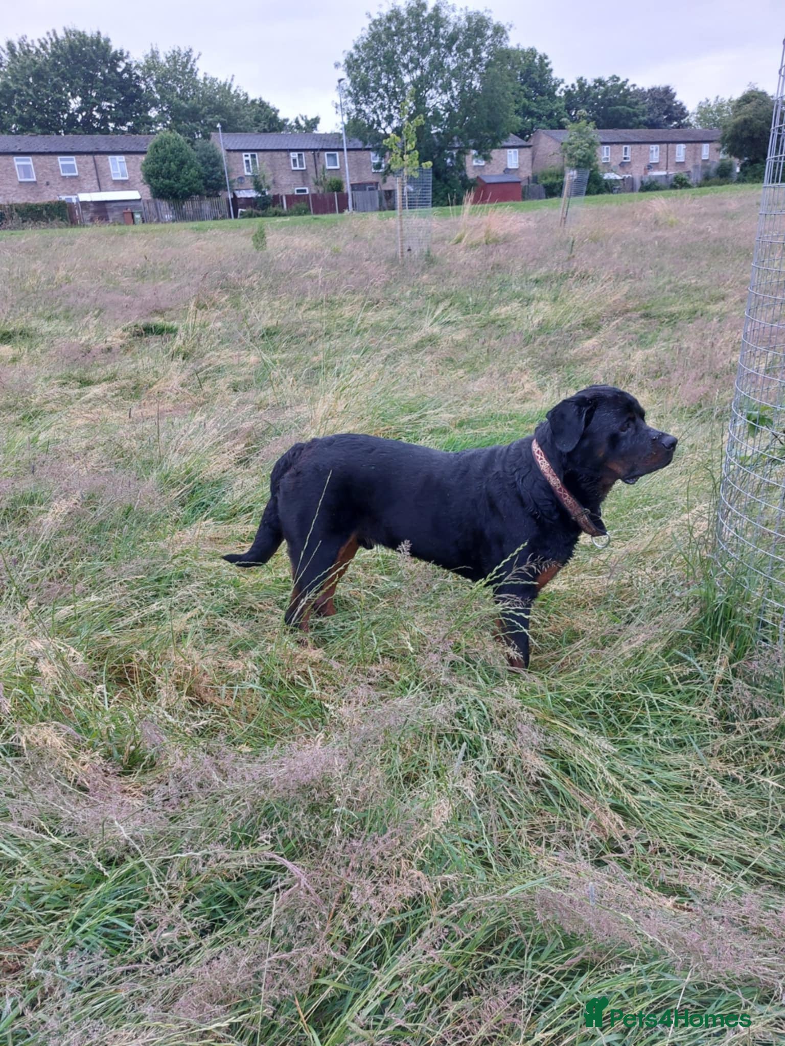 Rottweiler dogs MALE Rottweiler X 5 years - Advert 1