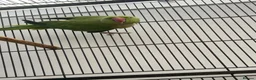 Chickens poultry for sale: Parrot  - Advert 4