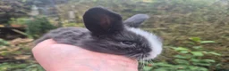 Angora rabbits for sale: ADORABLE ANGORA BABIES-PARENTS IMPORTED 🇫🇷  - Advert 13