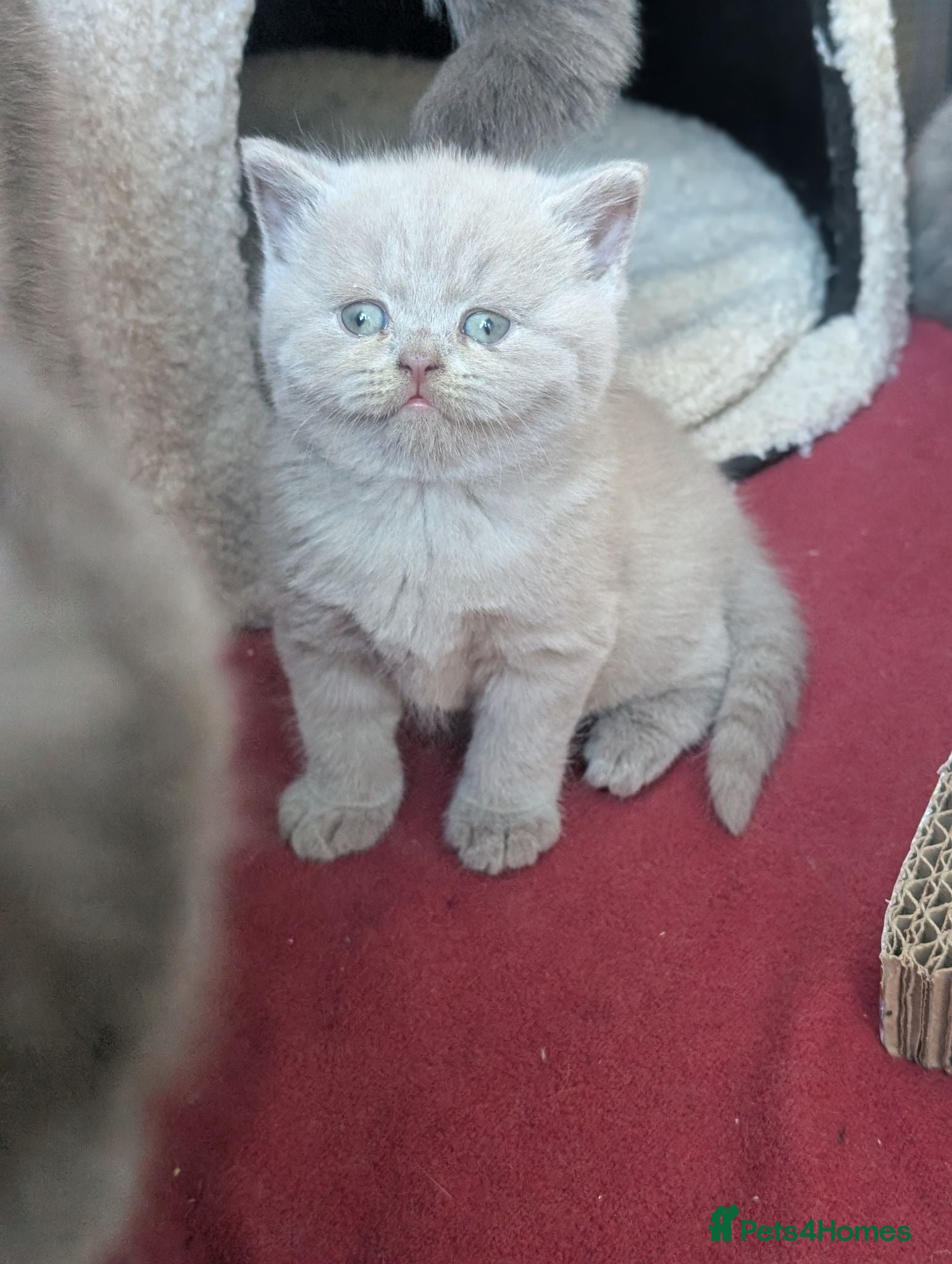 British Shorthair cats GCCF British Shorthair kittens  - Advert 15