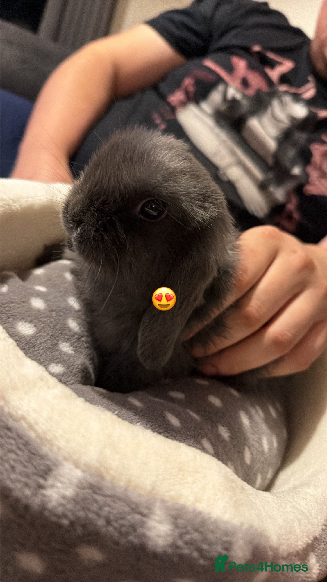 Mini Lop rabbits Grey mini lop 9 weeks old  in Middlesbrough - Advert 1