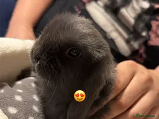Mini Lop rabbits Grey mini lop 9 weeks old in Middlesbrough - Advert 1