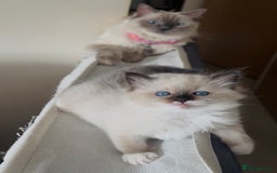 Ragdoll cats for sale: READY SOON!! PUREBRED RAGDOLL KITTENS - Image 25