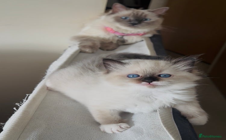 Ragdoll cats - Advert 2