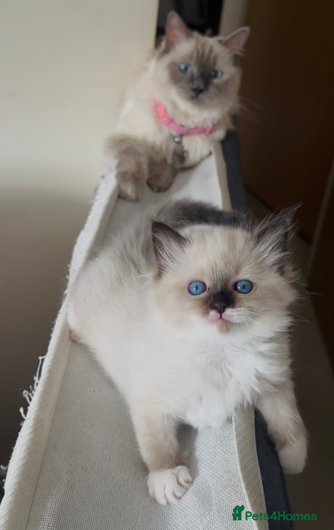 Ragdoll cats for sale: READY SOON!! PUREBRED RAGDOLL KITTENS - Image 25