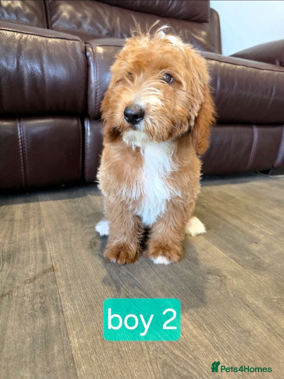 Labradoodle dogs 1 boy left Adorable F1B Miniature labradoodles - Advert 2
