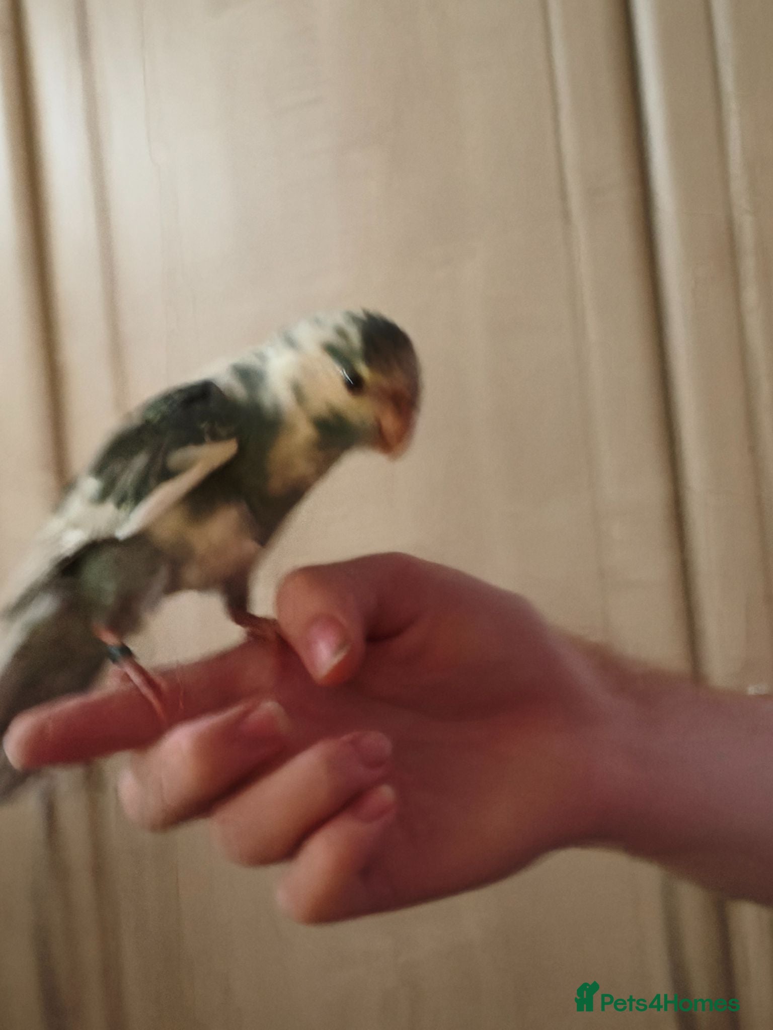 Parakeets birds Baby Kakarikis looking for their forever homes. - Advert 21