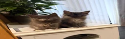 Maine Coon cats for sale: Pedigree Maine Coon kitten, super cute & playful - Advert 5