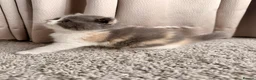 British Shorthair cats for sale: British Shorthair & Longhair Kittens GCCF Reg - Advert 19