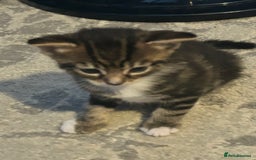 Mixed Breed cats for sale: Bengal x Bombay - Image 6