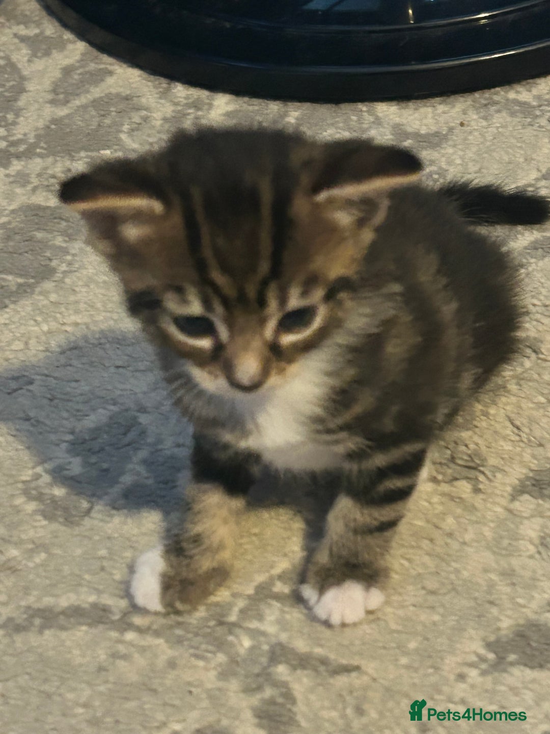 Mixed Breed cats for sale: Bengal x Bombay - Image 6