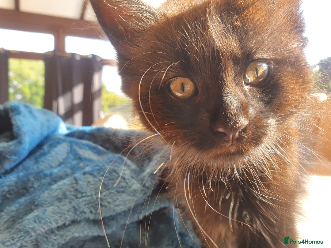 Maine Coon cats for sale: Maine coon x marble bengal unique kittens - Image 15