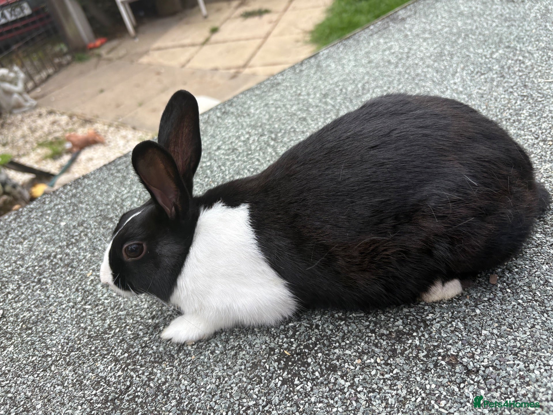 Dutch rabbits for sale: 2 female Dutch rabbits💗 - Advert 2