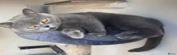British Shorthair cats for sale: Stunning British Shorthair Blue Kittens - Advert 7