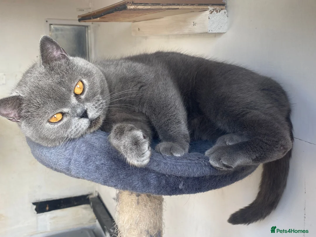 British Shorthair cats for sale: Stunning British Shorthair Blue Kittens - Advert 7