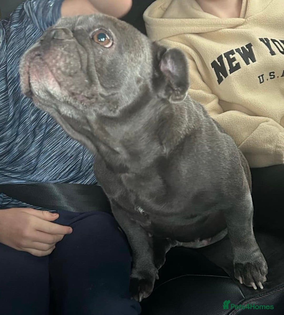 French Bulldog dogs for sale: French bulldog  - Advert 7