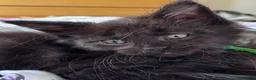 Maine Coon cats for sale: 🐾 BEAUTIFUL BLACK SMOKE MAINE COON KITTENS 🐾 - Advert 6