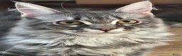 Maine Coon cats for sale: Beautiful GCCF Registered Maine Coon Kittens - Advert 13