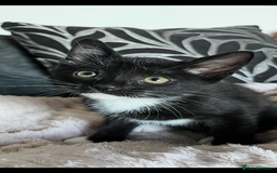 Mixed Breed cats for sale: Last kitten available 💙💙💙 - Image 12