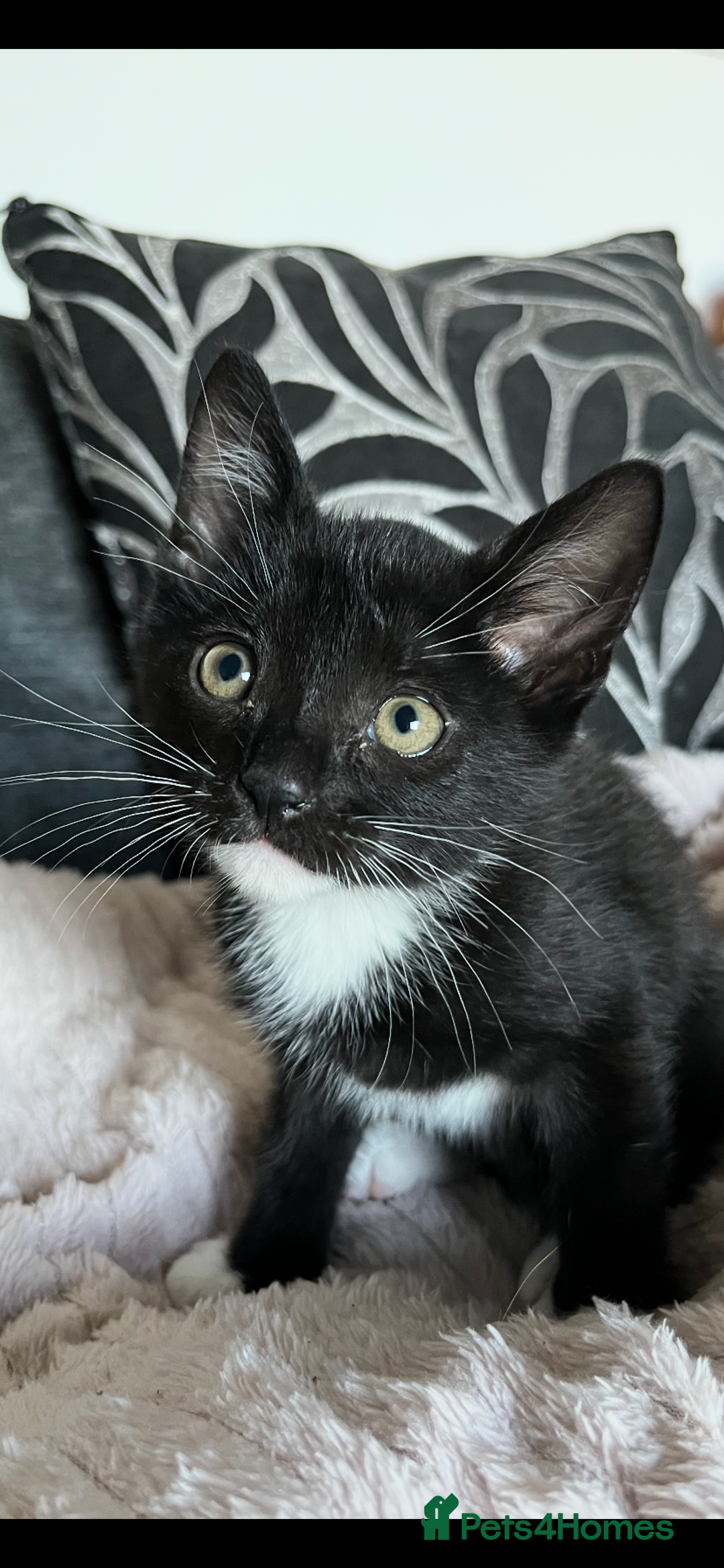 Mixed Breed cats for sale: Last kitten available 💙💙💙 - Image 12