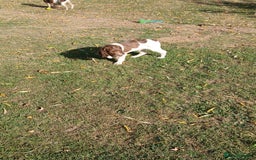 English Springer Spaniel dogs for sale: Last remaining springer puppy, Archie 'Mr Shy'  - Image 4