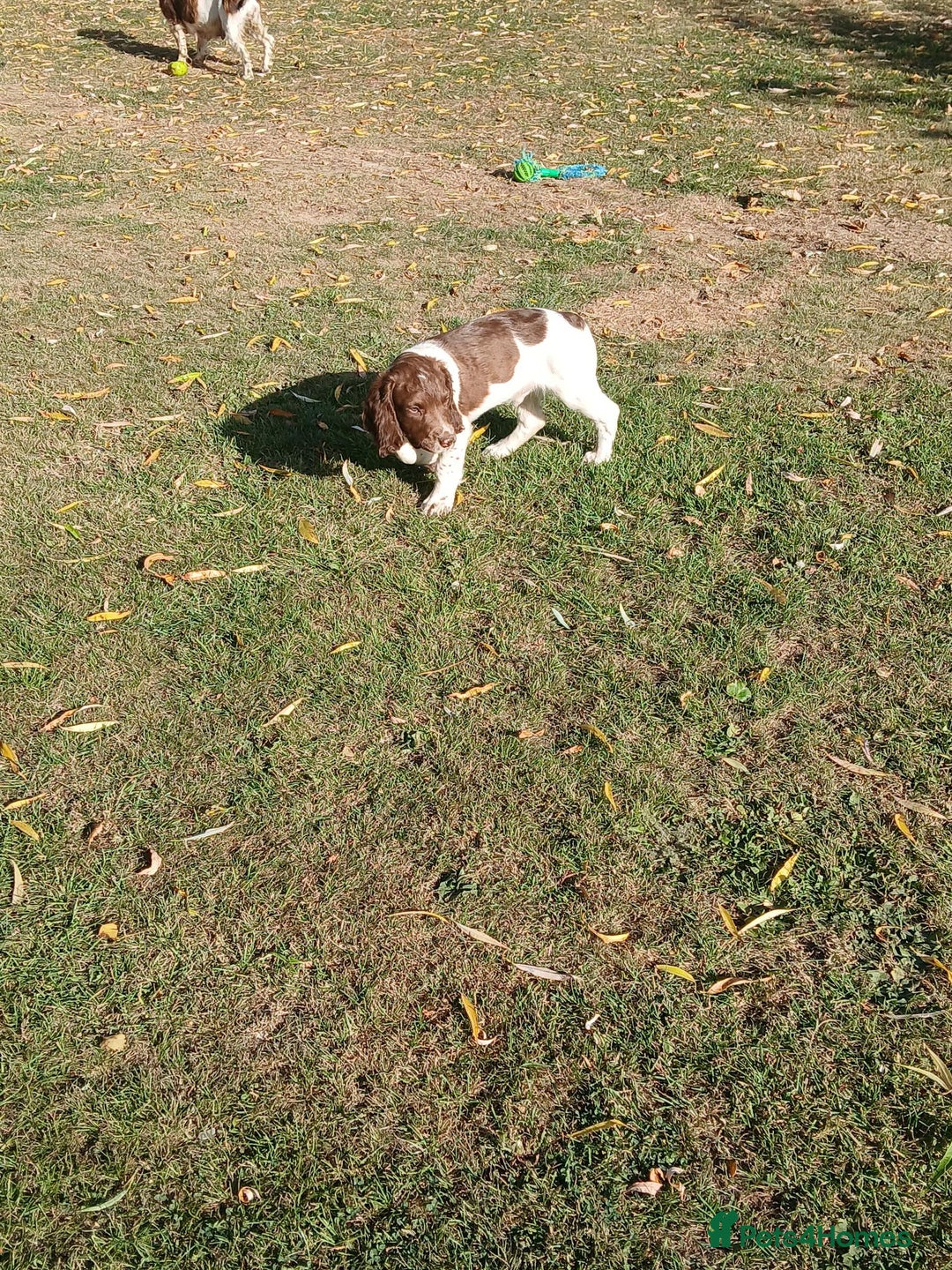 English Springer Spaniel dogs for sale: Last remaining springer puppy, Archie 'Mr Shy'  - Image 4