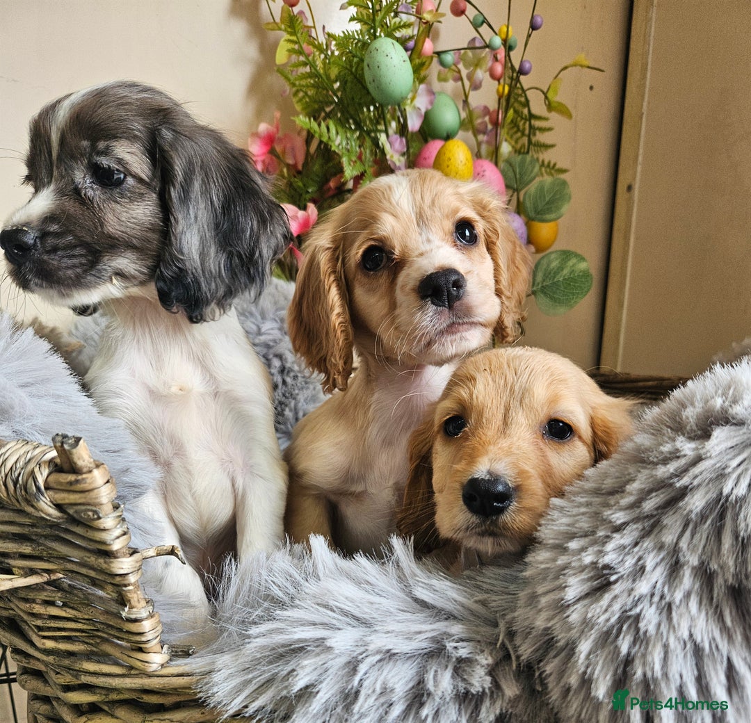 Cocker Spaniel dogs for sale: Well bred, rare coloured, working cocker spaniels - Image 4