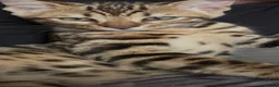 Bengal cats for sale: One boy and three girls  - Advert 2