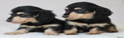 Miniature Dachshund dogs for sale: 5*Licensed+KCreg+PRAClear+Vetchecked+BLACK&CREAM - Advert 24