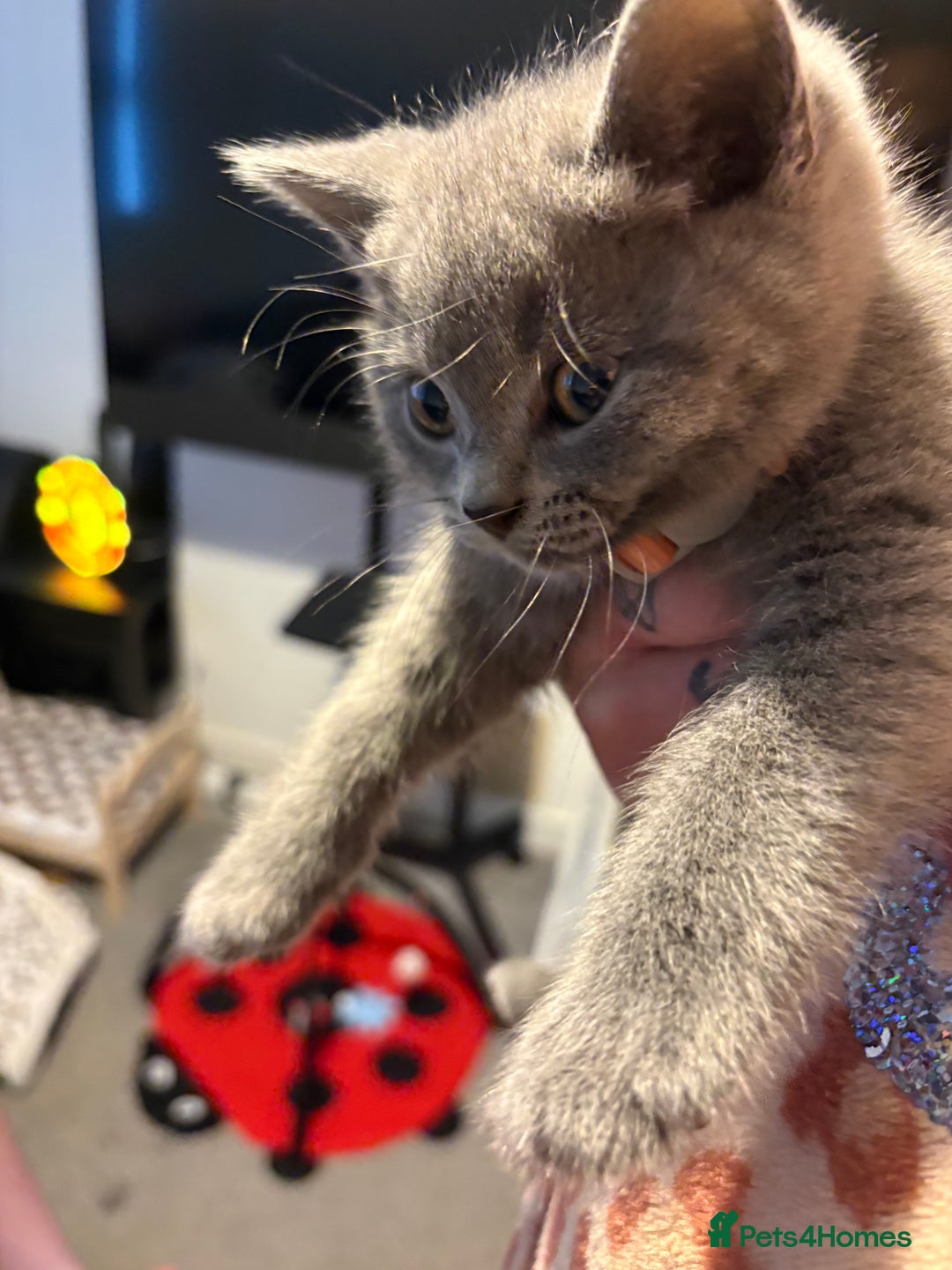 British Shorthair cats for sale: Blue British Shorthair  - Advert 7