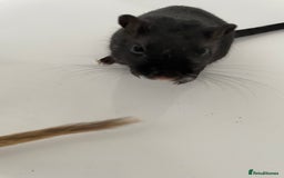 Gerbil rodents for sale: 3 female gerbils and cage etc for sale - Image 3
