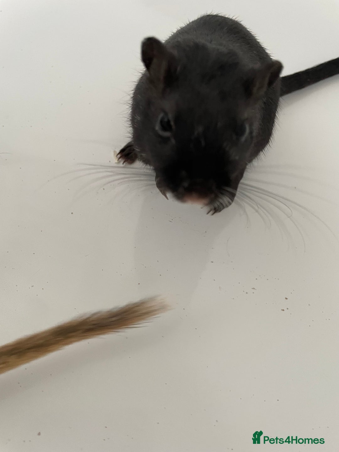 Gerbil rodents for sale: 3 female gerbils and cage etc for sale - Image 3