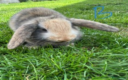 Mini Lop rabbits for sale: Mini Lop Rabbits For Sale  - Image 9