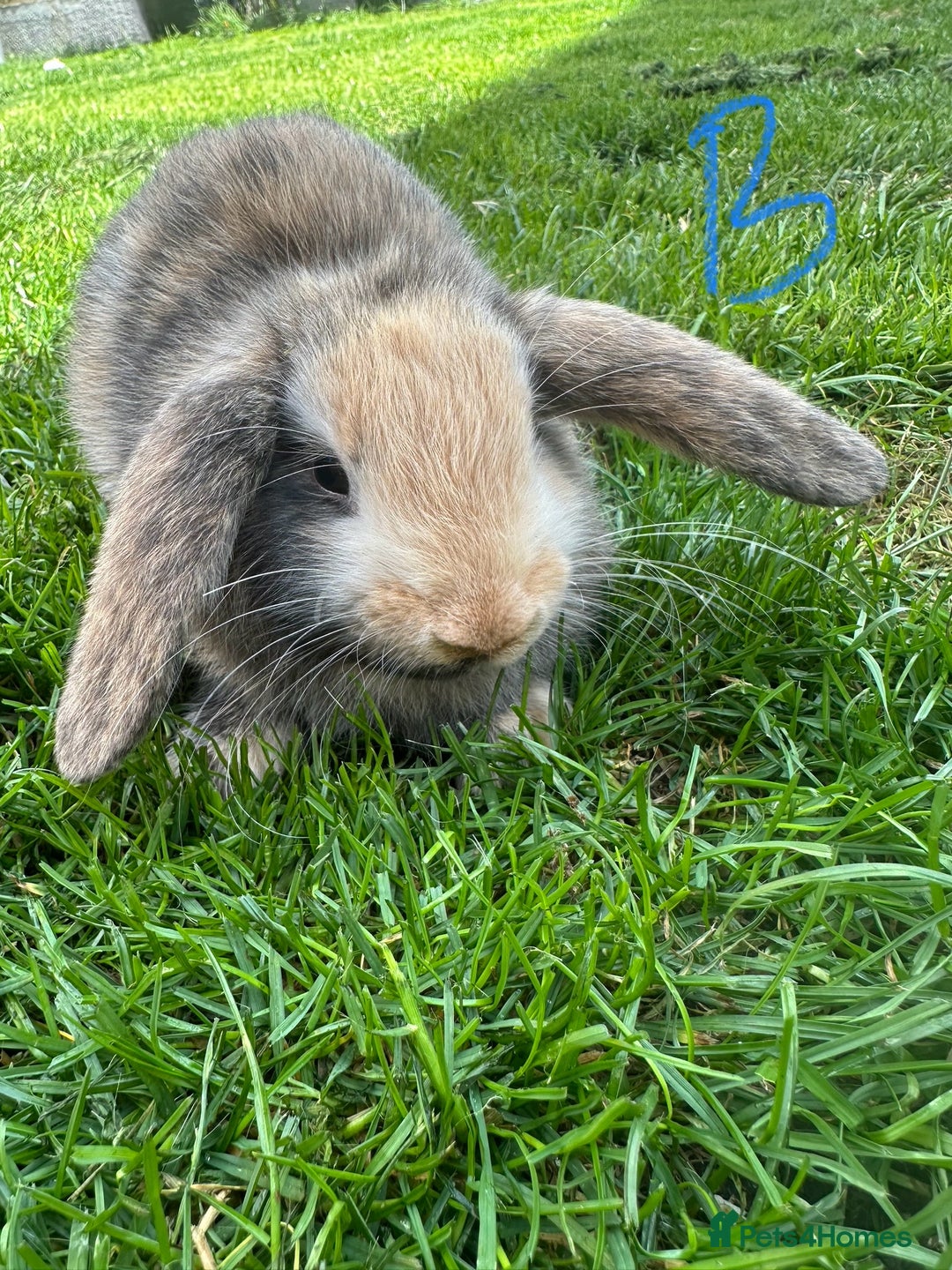 Mini Lop rabbits for sale: Mini Lop Rabbits For Sale  - Image 9
