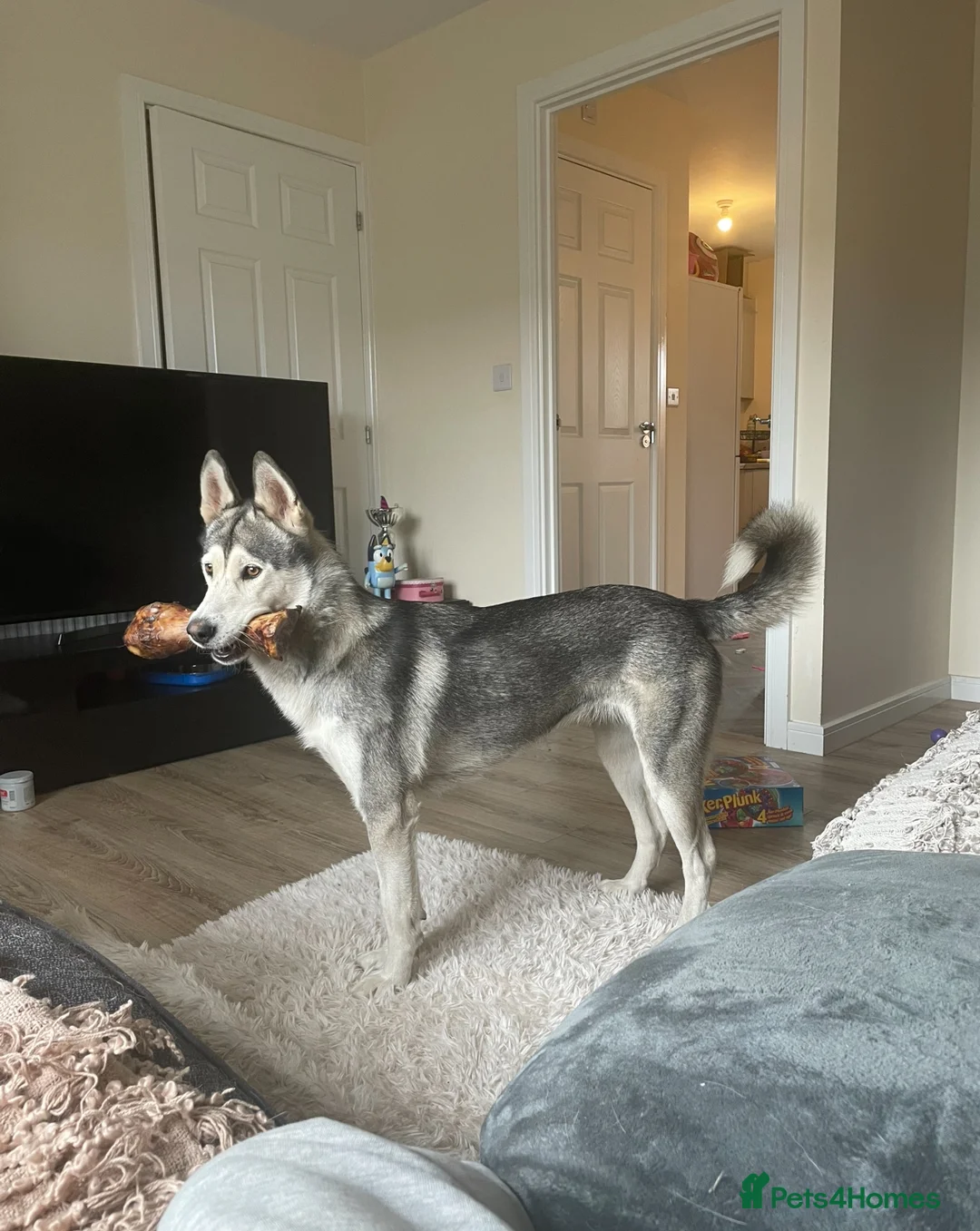 Siberian Husky dogs for sale: Siberian husky  - Advert 1