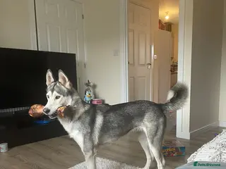 Siberian Husky dogs Siberian husky - Advert 1